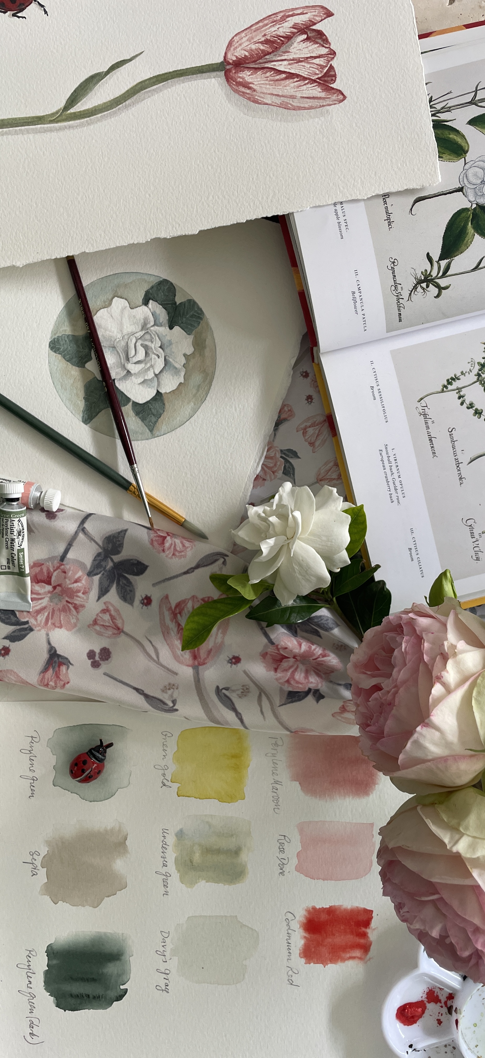 Vanessa Hancock - Botanical Artwork